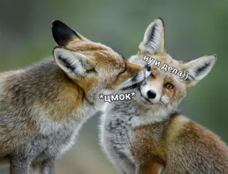 😚 *цмок* ну и дела)) raposa, animais, beijo, fofo, vida selvagem, natureza telegram sticker