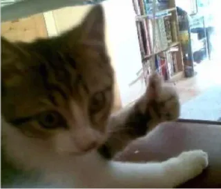 👍 gato, animal, polegar para cima, animal de estimação whatsapp sticker