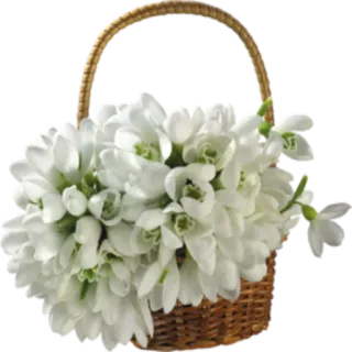 🌺 flowers, snowdrops, basket, spring, floral, white flowers, nature, bouquet telegram sticker
