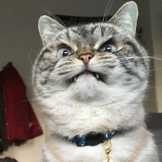 😤 gato, bravo, engraçado, animal de estimação, animal, meme telegram sticker