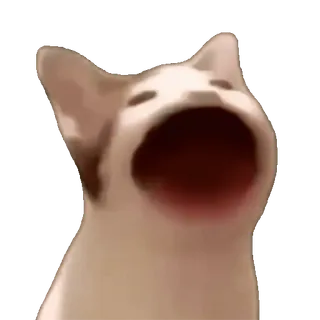🐱 cat, pop cat, meme, animal, funny, pet whatsapp sticker