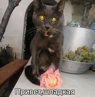 🌹 Привет, шладкая gato, rosa, uvas, animal, lindo, mascota telegram sticker