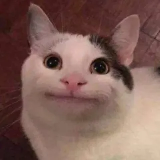 😐 cat, funny, meme, animal, pet, wholesome telegram sticker
