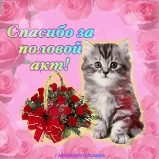 🌟 Спасибо за половой акт! chat, chaton, fleurs, roses, merci, offensant, mème telegram sticker