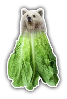 🐻 oso, lechuga, divertido, animal, comida, híbrido whatsapp sticker