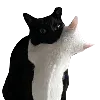 🫂