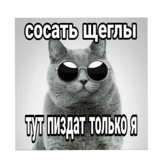 🖼 сосать щеглы
тут пиздат только я chat, lunettes de soleil, drôle, mème, russe, offensant, animal telegram sticker