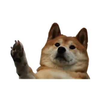 ✋ собака, сиба-ину, животное, питомец, волна telegram sticker