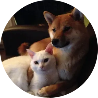 👫 犬, 猫, 友情, ペット, 柴犬, 白猫 telegram sticker