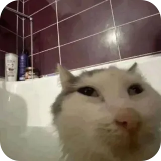 🐱 chat, animal, bain, animal de compagnie, salle de bain, mignon, drôle telegram sticker