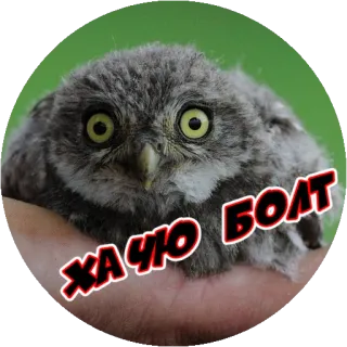 Angry @stickersb2b telegram stickers