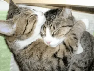 ❤️ cats, hugging, animals, pets, cute, friendship, affection telegram sticker