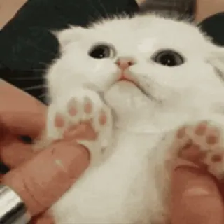 🌟 cat, kitten, cute, animal, pet, small telegram sticker
