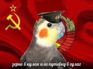 Папужки telegram stickers