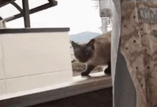 🗿 кот, сиамский, животное, домашнее животное, домашняя кошка, млекопитающее telegram sticker
