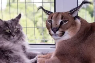 ⚜ cat, caracal, floppa, big cat, animal, domestic cat, cute telegram sticker