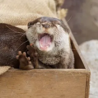 🦦 nutria, animal, mamífero, mono, fauna, caja, bostezo telegram sticker