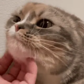 😌 cat, cute, pet, scratches, chin, kitten, animal, fluffy, petting telegram sticker