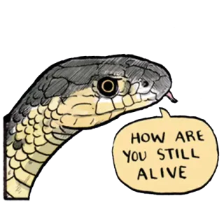 🤦‍♀️ HOW ARE YOU STILL ALIVE snake, animal, question, reptile, alive telegram sticker