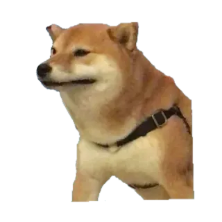 ☁ anjing, shiba inu, hewan, peliharaan, imut telegram sticker