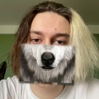🐺 wilk, zwierzę, twarz, futro, naklejka telegram sticker
