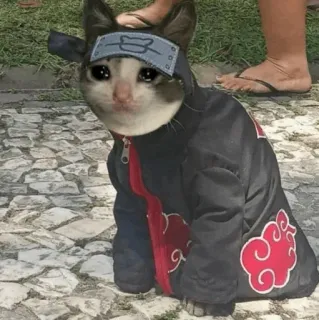 😭 cat, cosplay, Naruto, Akatsuki, anime telegram sticker