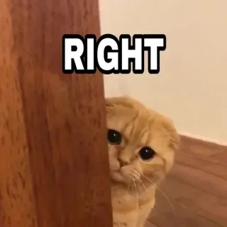 🍁 RIGHT Katze, Gucken, Verstecken, Meme, Tier, Süß telegram sticker