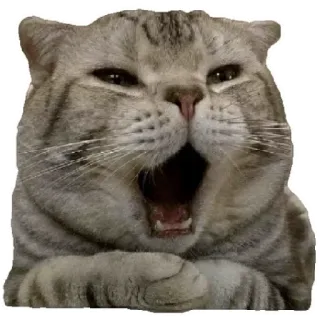 😸 cat, yawning, animal, pet, cute, domestic cat telegram sticker
