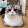 😺