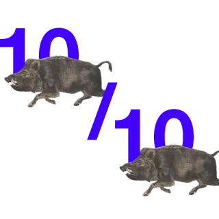 👌 10/10 jabalí, animal, fauna, clasificación telegram sticker