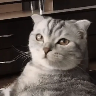 😈 猫, グレー, キジトラ, スコティッシュフォールド, ペット, 動物 telegram sticker