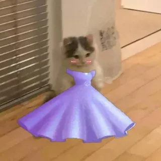 🍋 gatto, gattino, vestito, viola, animale, carino whatsapp sticker