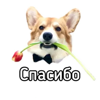 👍 Спасибо hond, corgi, bloem, bedankt, russisch telegram sticker