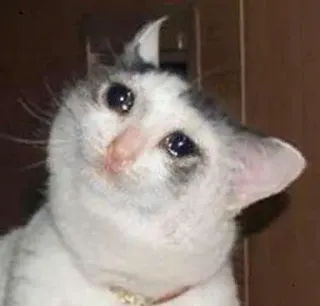 😭 chat, triste, pleurs, mème, animal de compagnie, animal, blanc, gris telegram sticker