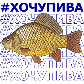 🐠 #ХОЧУПИВА poisson, carassin, hashtag whatsapp sticker