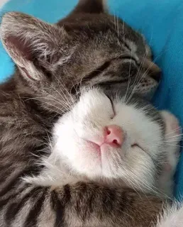 💕 小猫, 猫, 睡觉, 动物, 可爱, 迷人, 家养动物 telegram sticker