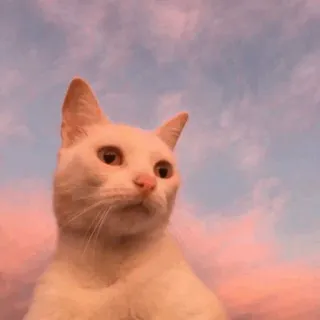 ⚡️ gato, animal, gato blanco, mascota, cielo, nubes telegram sticker