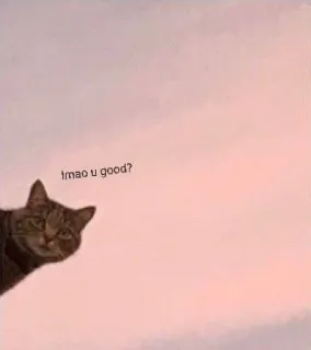 🤔 lmao u good? gato, meme, gracioso, jajaja telegram sticker