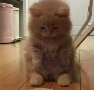 😿 кот, котенок, милый, животное, питомец, пушистый whatsapp sticker