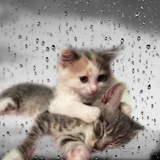 😭 koty, kocięta, zwierzęta, deszczowy, słodkie telegram sticker