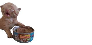 😫 Friskies gatinho, gato, animal de estimação, comida, Friskies telegram sticker
