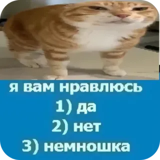 🐱 Я вам нравлюсь
1) да
2) нет
3) немношка 猫, 質問, ロシア語, ミーム telegram sticker