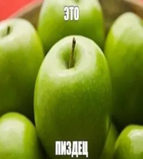 🤑 ЭТО
ПИЗДЕЦ apples, fruit, green apples, offensive, russian whatsapp sticker