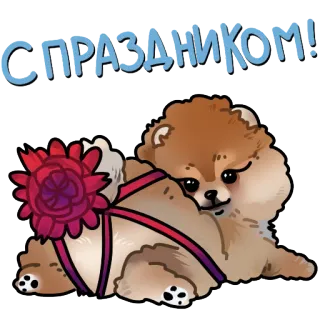 🎁 С праздником! cane, volpino di pomerania, saluto, celebrazione, cucciolo, festa telegram sticker