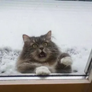 🐈 chat, neige, hiver, animal, animal de compagnie, drôle, surpris, mignon whatsapp sticker