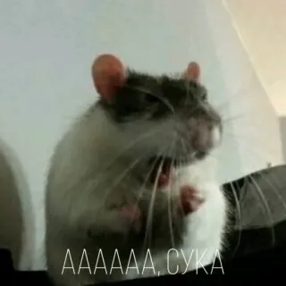 🤬 AAAAAA, CYKA rat, animal, russe, mème, cyka telegram sticker