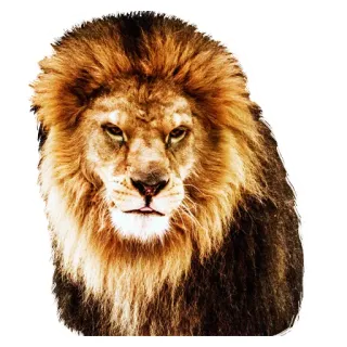 🧐 лев, животное, король, грива, дикая природа, портрет telegram sticker