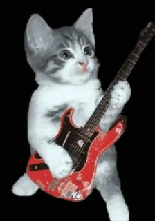 🌟 gato, guitarra, música, gatinho, animal de estimação, animal, músico telegram sticker