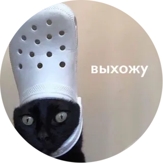 💃 выхожу kat, krokodil, schoen, dier, meme whatsapp sticker
