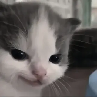 🍄 고양이, 새끼 고양이, 동물, 애완동물, 귀여운, 고양이과 telegram sticker